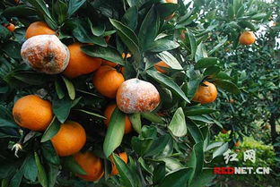 如何使树上的柑橘变甜?如何使树上的柑橘变甜呢