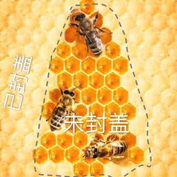 蜂巢蜜如何吃?蜂巢蜂蜜怎么吃
