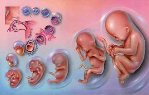 如何提高试管胚胎质量?如何提高试管的成功率