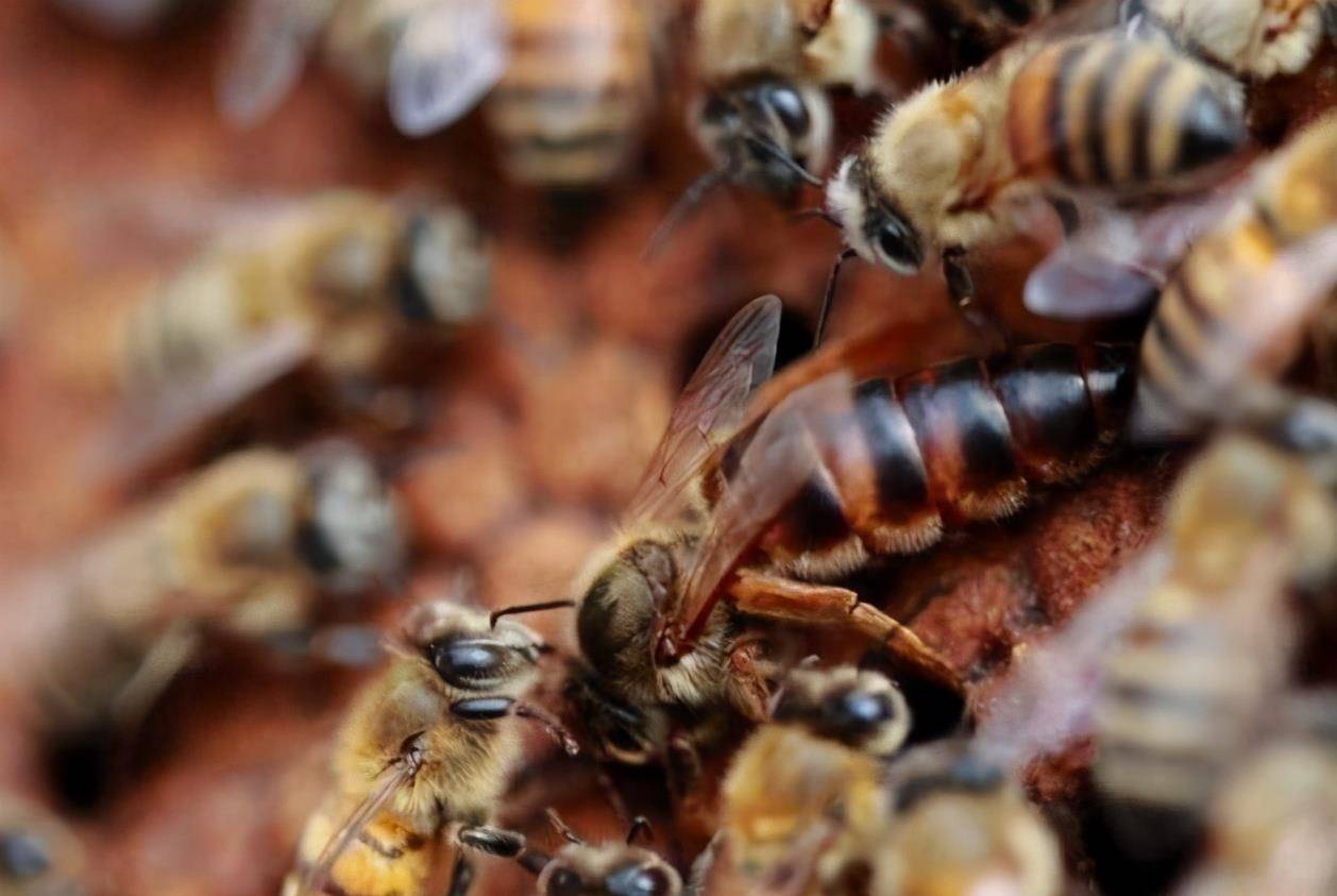 蜜蜂如何调脾?蜂群调脾方法
